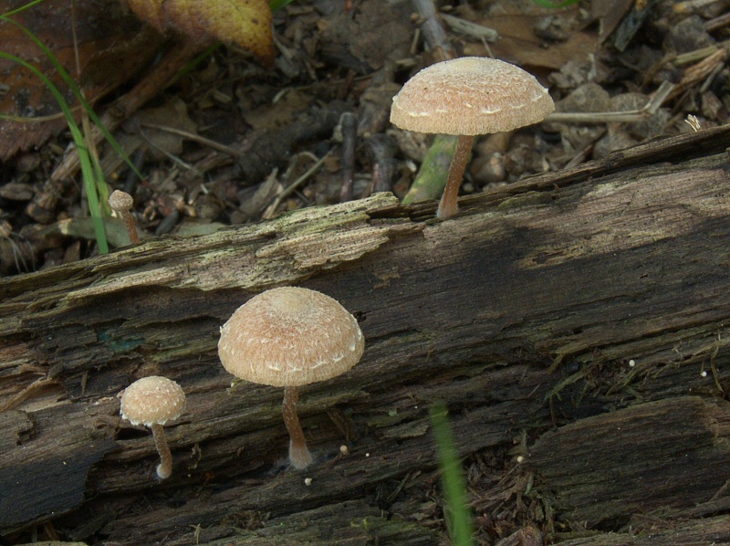 P1130901 TubariaConspersa frw cc crp2